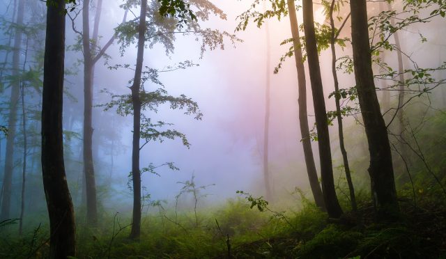 Rüyada ağaç görmek; kadınlara, erkeklere, evlada, rızka, şerefe ve bazen de kavgaya işaret eder. Ağacın türü, yapraklı ya da yapraksız oluşu ve rüyadaki hâli yorumu değiştiren önemli unsurlardır.